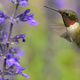Illustration for article titled This Is How Hummingbirds Regulate Their Body Temperatures in Flight